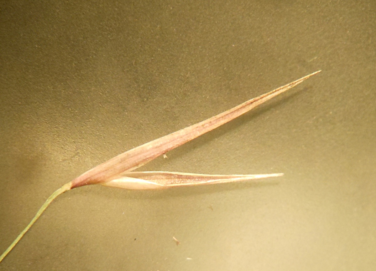 Arundo plinii / Canna del Reno